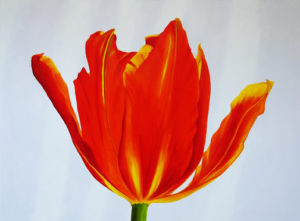 orange tulip on grey background