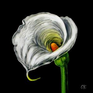 Calla Lily #10