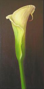 Calla Lily #7