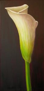 Calla Lily #8