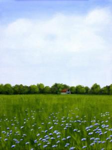 Calvander Cornflowers