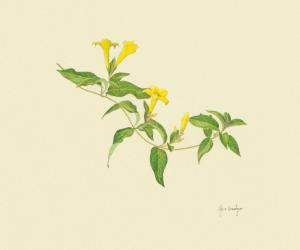 Carolina Jasmine