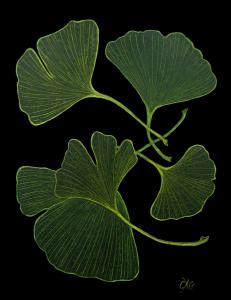 Ginkgo Leaves