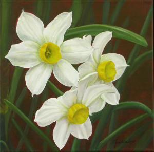 Narcissus tazetta