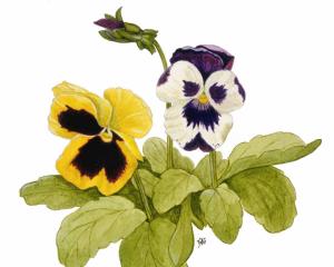 Pansy