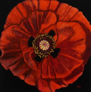 Red Poppy