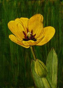 Yellow Tulip