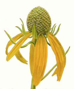 Prairie Coneflower