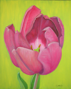 Pink Tulip